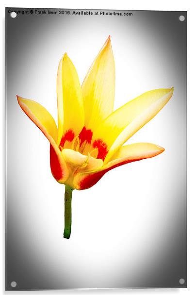 A single tulip flower  Acrylic by Frank Irwin