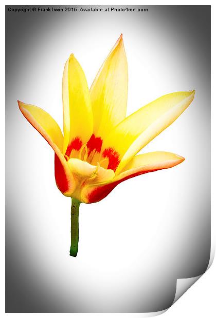 A single tulip flower  Print by Frank Irwin