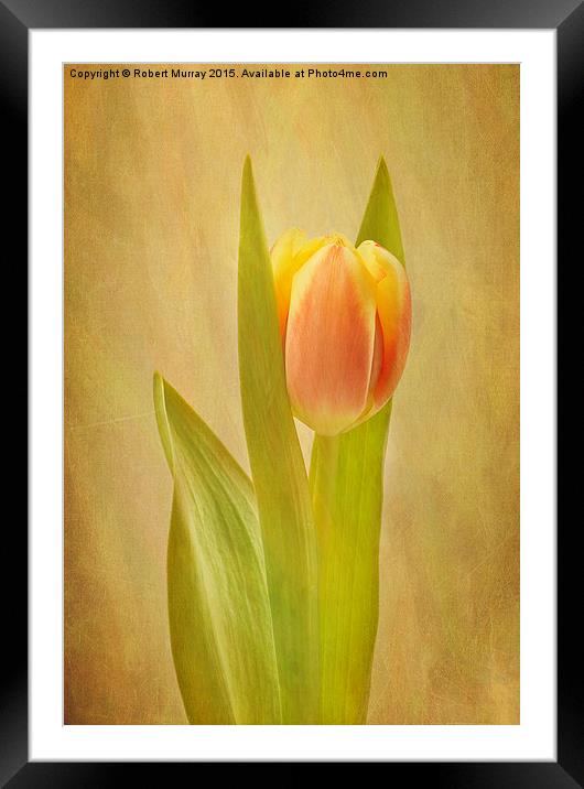  Tulip Sunrise Framed Mounted Print by Robert Murray