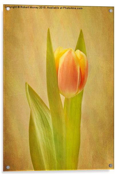  Tulip Sunrise Acrylic by Robert Murray