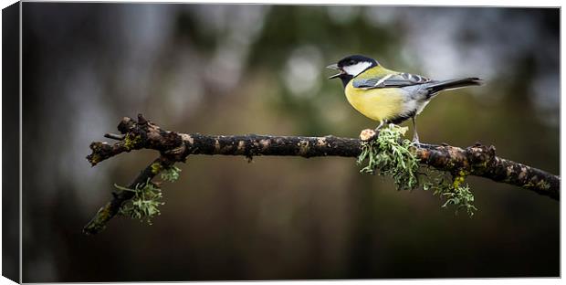  Great tit Canvas Print by Leighton Collins