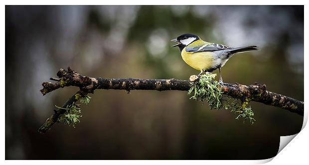  Great tit Print by Leighton Collins