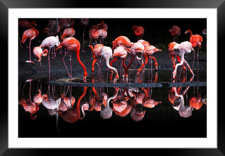  Flamingos Framed Mounted Print by Leighton Collins