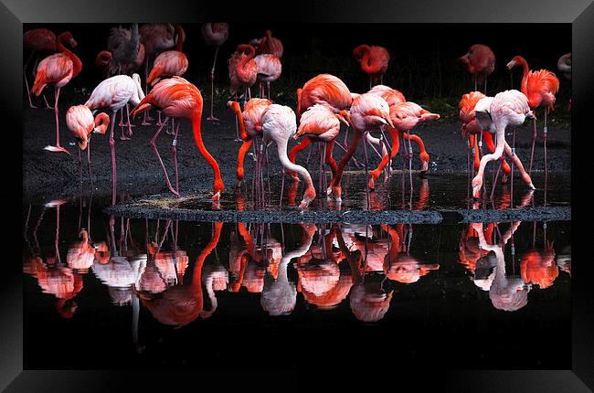  Flamingos Framed Print by Leighton Collins