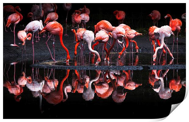  Flamingos Print by Leighton Collins