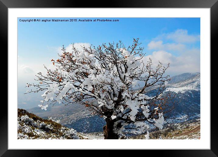  The glory of iced tree in winter, Framed Mounted Print by Ali asghar Mazinanian