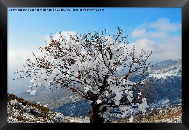 The glory of iced tree in winter, Framed Print by Ali asghar Mazinanian
