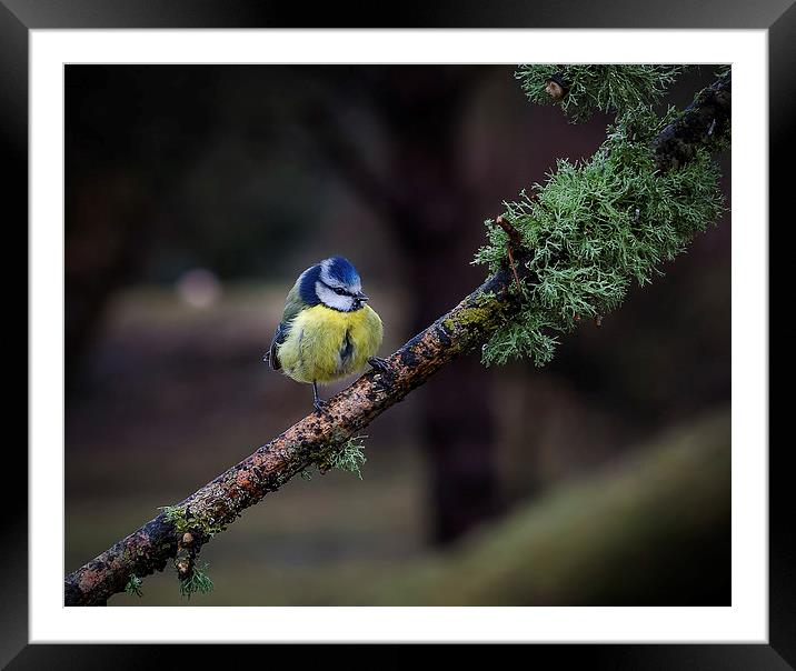 Blue tit Cyanistes caeruleus Framed Mounted Print by Leighton Collins