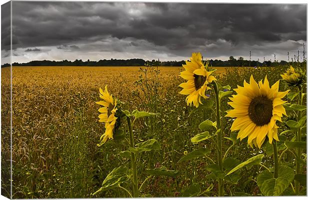 Sunflowers Under a Foreboding Sky Canvas Print by Simon Gladwin