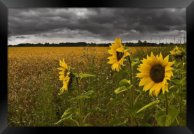 Sunflowers Under a Foreboding Sky Framed Print by Simon Gladwin