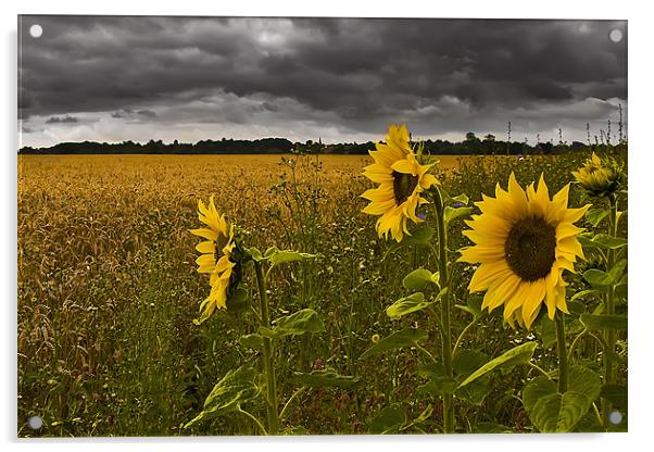 Sunflowers Under a Foreboding Sky Acrylic by Simon Gladwin