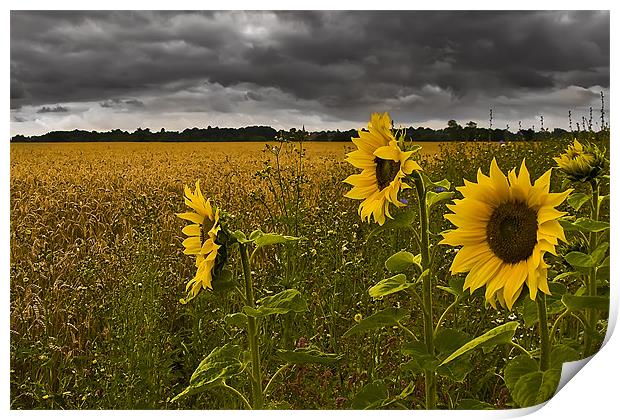 Sunflowers Under a Foreboding Sky Print by Simon Gladwin