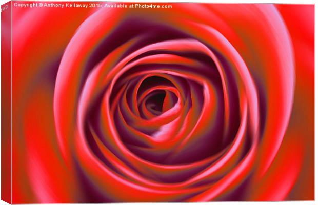  RED ROSE Canvas Print by Anthony Kellaway