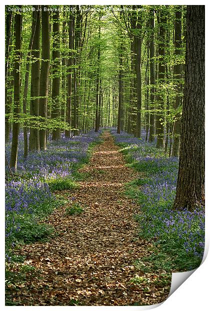 bluebell forest path Print by Jo Beerens