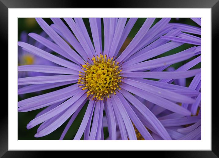 Purple Close Up Framed Mounted Print by Amy Curties