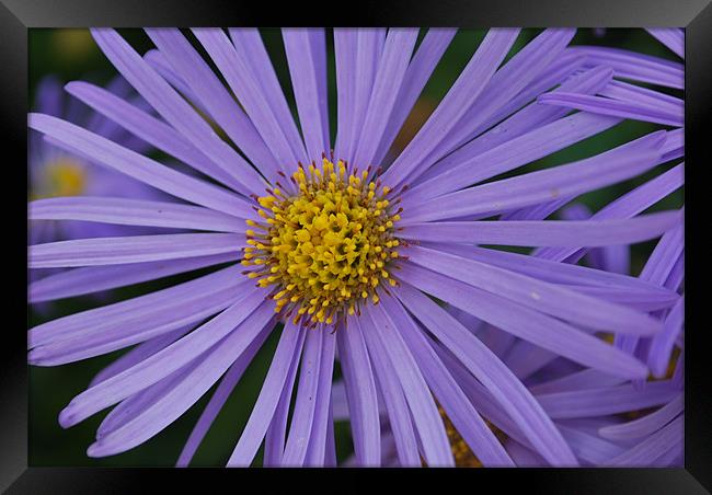Purple Close Up Framed Print by Amy Curties