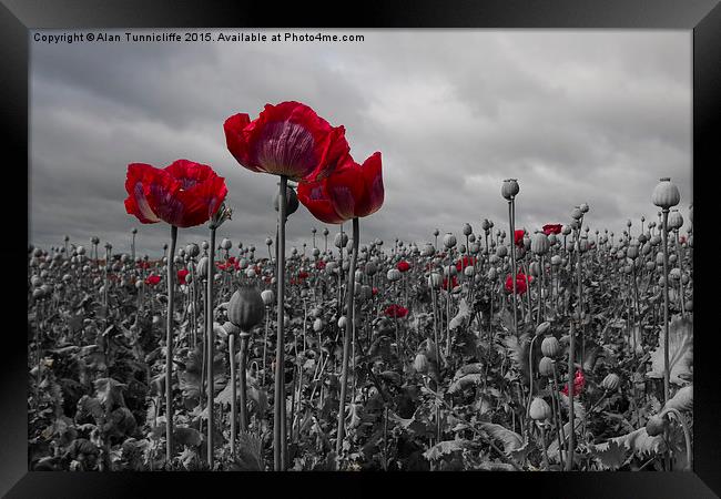  Opium Poppy Field Framed Print by Alan Tunnicliffe