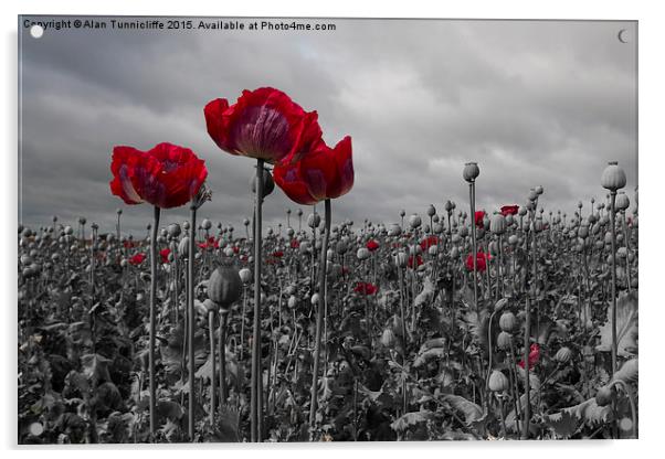  Opium Poppy Field Acrylic by Alan Tunnicliffe