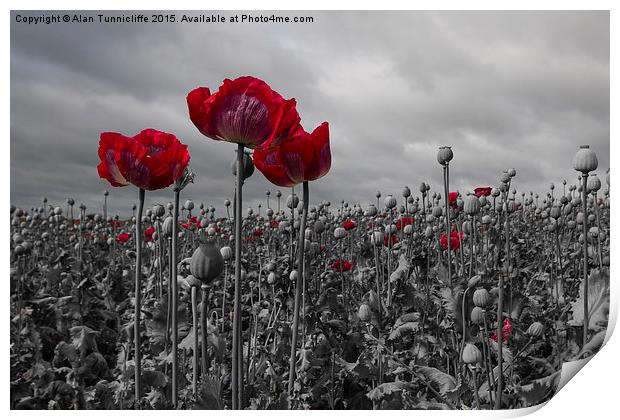  Opium Poppy Field Print by Alan Tunnicliffe