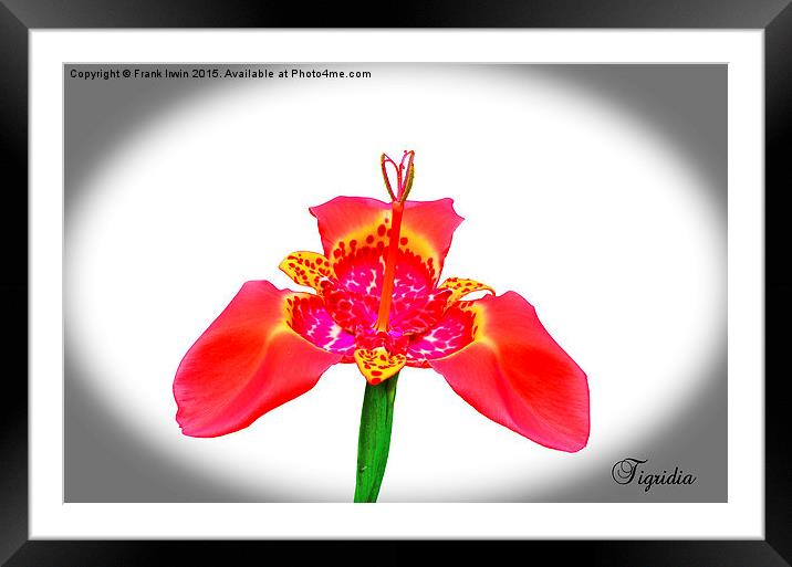  Beautiful Red Tigridia in all its glory. Framed Mounted Print by Frank Irwin