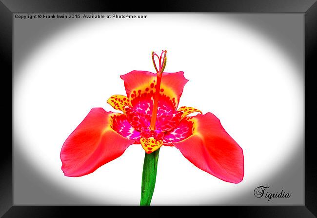  Beautiful Red Tigridia in all its glory. Framed Print by Frank Irwin