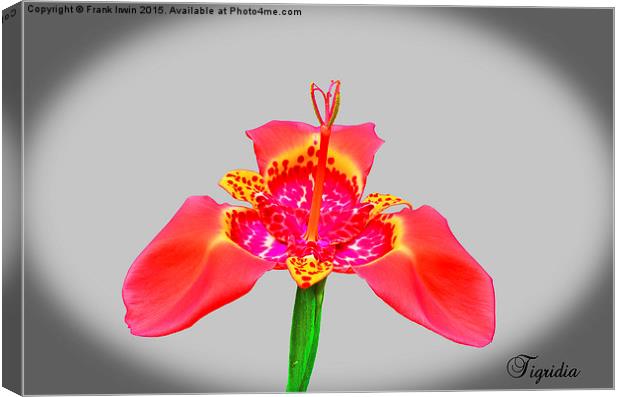 Beautiful Red Tigridia in all its glory. Canvas Print by Frank Irwin