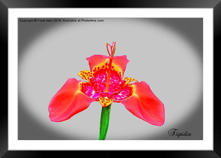 Beautiful Red Tigridia in all its glory. Framed Mounted Print by Frank Irwin