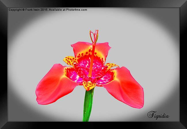 Beautiful Red Tigridia in all its glory. Framed Print by Frank Irwin
