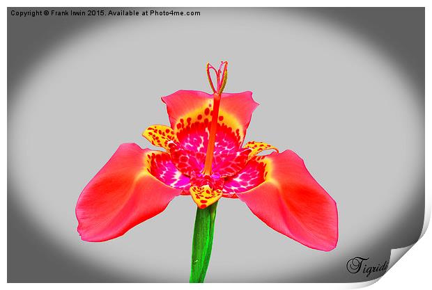 Beautiful Red Tigridia in all its glory. Print by Frank Irwin