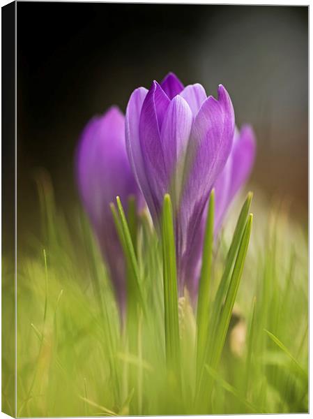  Early Crocuses Canvas Print by Sue Dudley
