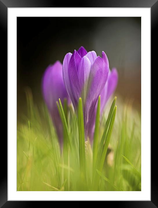  Early Crocuses Framed Mounted Print by Sue Dudley