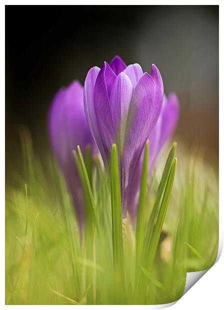  Early Crocuses Print by Sue Dudley