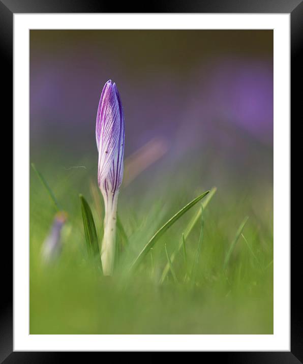  Spring has Arrived Framed Mounted Print by Sue Dudley