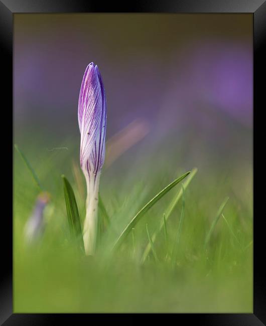  Spring has Arrived Framed Print by Sue Dudley
