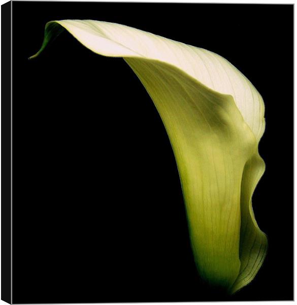 White Calla Lily #1 Canvas Print by Aj’s Images