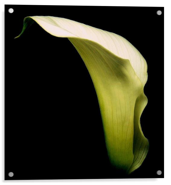 White Calla Lily #1 Acrylic by Aj’s Images