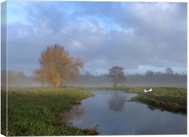 Swans in the early morning mist by the River Wensu Canvas Print by john hartley