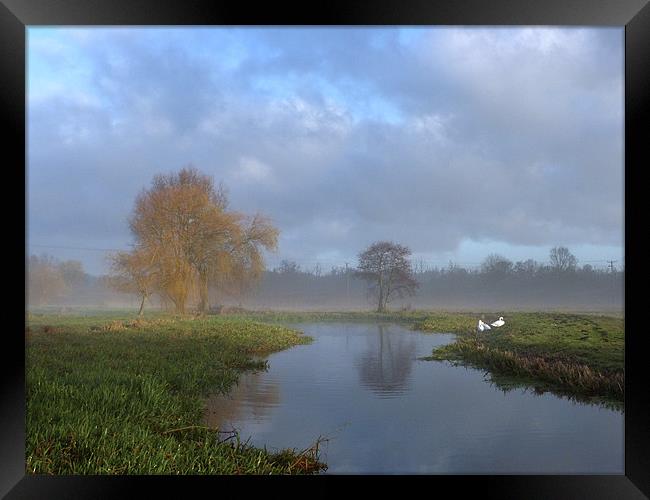 Swans in the early morning mist by the River Wensu Framed Print by john hartley