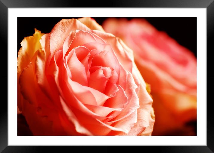 Lush Pink Rose Framed Mounted Print by Mary Lane