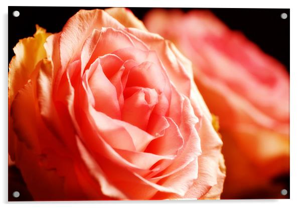 Lush Pink Rose Acrylic by Mary Lane
