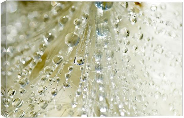 Dewdrop Crystals Canvas Print by Mary Lane