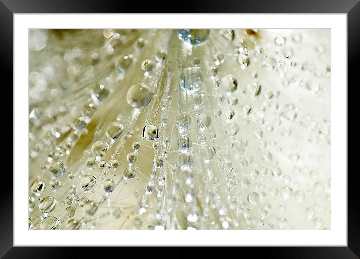 Dewdrop Crystals Framed Mounted Print by Mary Lane