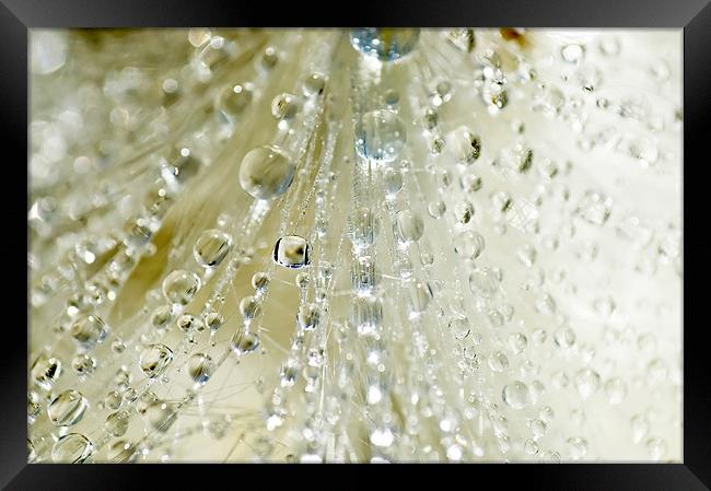 Dewdrop Crystals Framed Print by Mary Lane