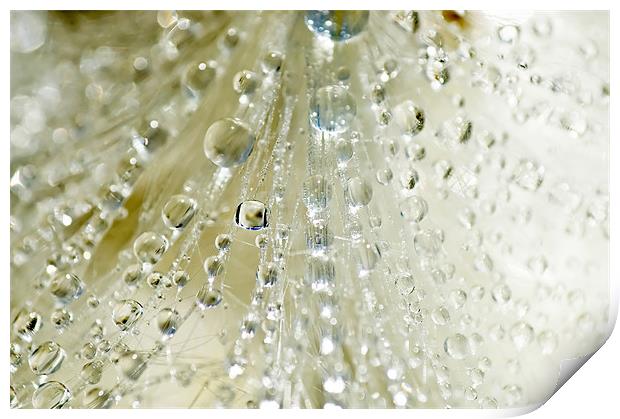 Dewdrop Crystals Print by Mary Lane