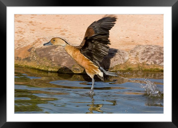 Walking on Water Framed Mounted Print by Peter West