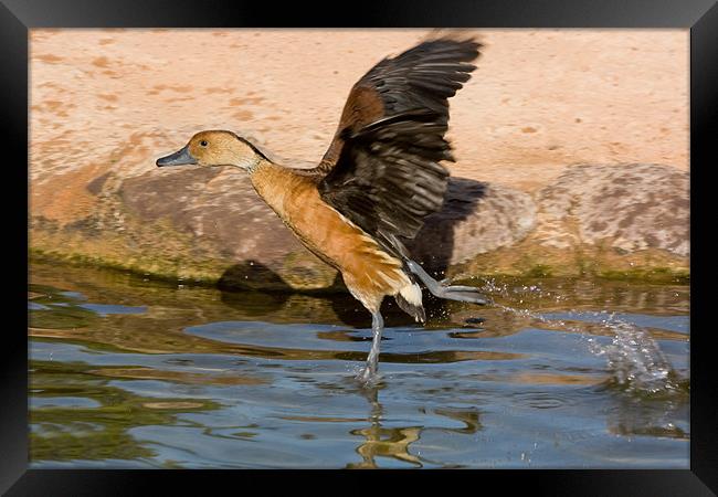 Walking on Water Framed Print by Peter West