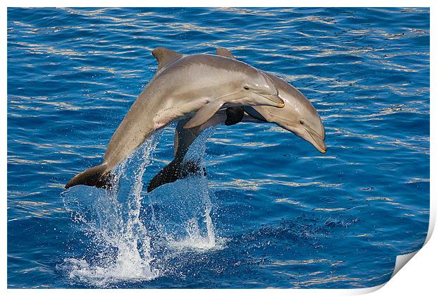 Jumping Dolphins Print by Peter West