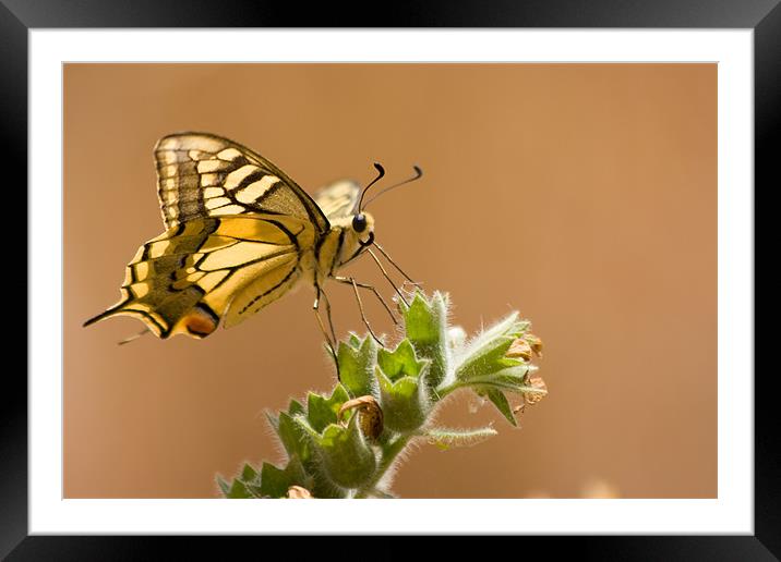 Yellow Swallowtail Framed Mounted Print by Peter West