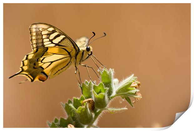 Yellow Swallowtail Print by Peter West