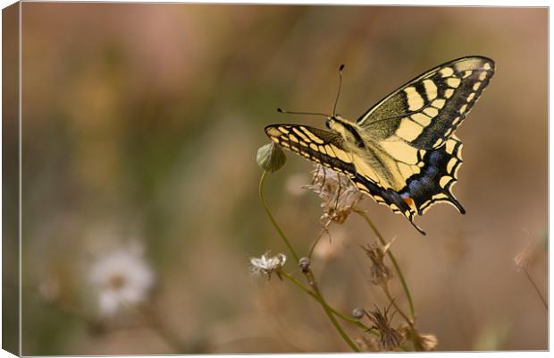 Swallow Tail Canvas Print by Peter West